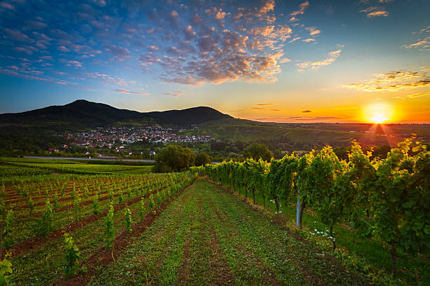 Weinberge im warmen Sonnenlicht