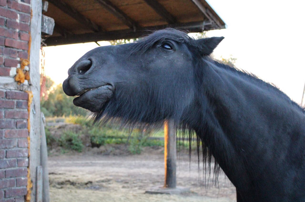 Ferienlager auf dem Ponyhof Möllmann